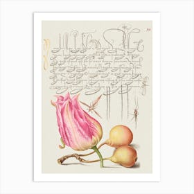 Imaginary Insect, Tulip, Spider, And Common Pear From Mira Calligraphiae Monumenta, Joris Hoefnagel Art Print