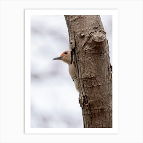 Woodpecker peeking out from behind a tree Art Print