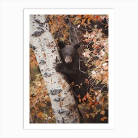 Baby Black Bear In Tree Art Print