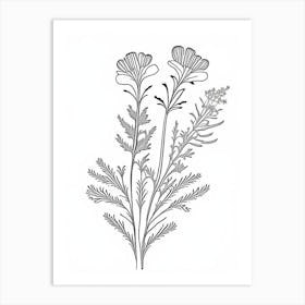 Costmary Herb William Morris Inspired Line Drawing 2 Art Print