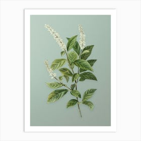 Vintage Virginia Sweetspire Botanical Art on Mint Green n.0038 Art Print