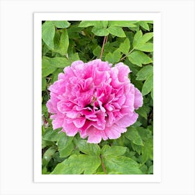 Img 4289  Peony paradise Art Print