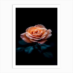 Orange Rose 17 Art Print