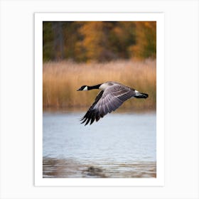 Canadian Goose Mid Flight Over A Serene Lake Reflection Shimmering On The Waters Surface Autumn Art Print