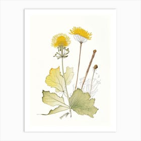 Coltsfoot Spices And Herbs Pencil Illustration 1 Art Print