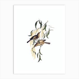 Vintage Uniform Honeyeater Bird Illustration on Pure White n.0126 Art Print