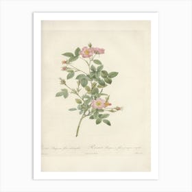 Rose Illustration, Pierre Joseph Redoute (64) Art Print