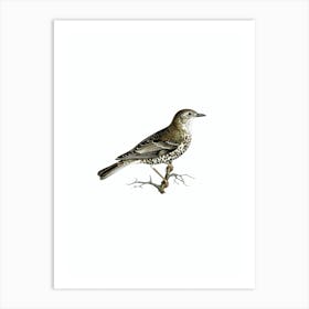 Vintage Turdus Viscivorus Bird Illustration on Pure White n.0128 Art Print