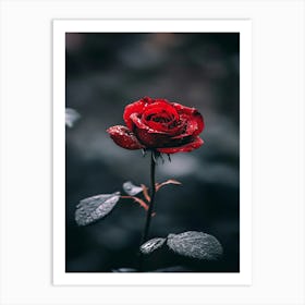 Dark Rose 143 Art Print