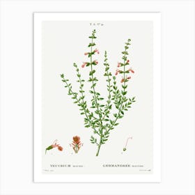 Cat Thyme, Pierre Joseph Redoute Art Print