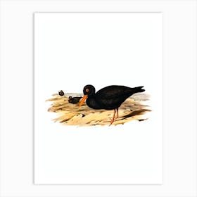 Vintage Sooty Oyster Catcher Bird Illustration on Pure White n.0220 Art Print