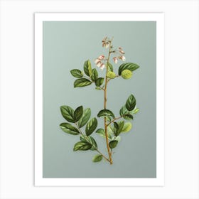 Vintage Andromeda Mariana Branch Botanical Art on Mint Green n.0606 Art Print