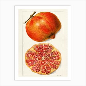 Pomegranate 14 Art Print