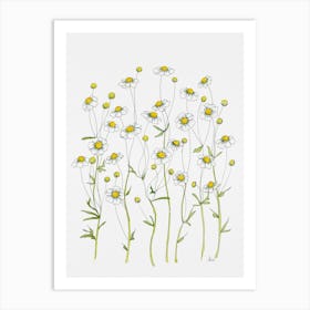 Matricaria Daisy Art Print