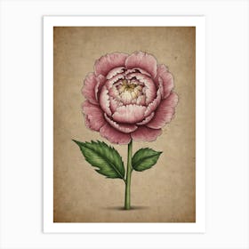 Peony Flower Art Print