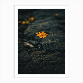 Single Flower In The Dark 28 Art Print