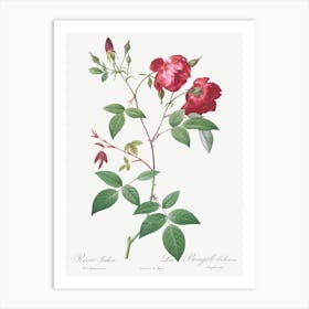 Velvet China Rose, Pierre Joseph Redoute Art Print