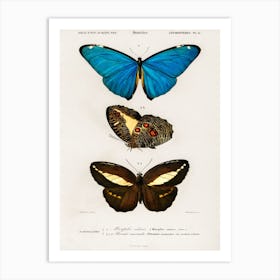 Different Types Of Butterfly, Charles Dessalines D'Orbigny 2 Art Print
