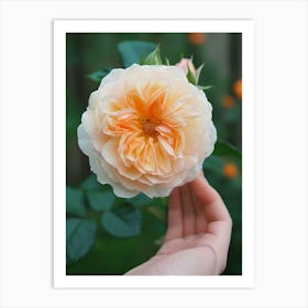 English Roses Painting Rose In A Hand 1 Art Print