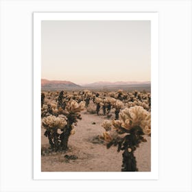 Cholla Cactus Sunset Art Print