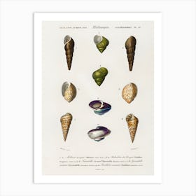 Different Types Of Mollusks, Charles Dessalines D'Orbigny 9 Art Print