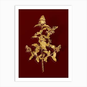 Vintage Wild Privet Botanical in Gold on Red Art Print