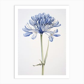 Pressed Flower Botanical Art Agapanthus 1 Art Print