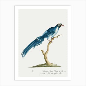 Blue Jay Art Print