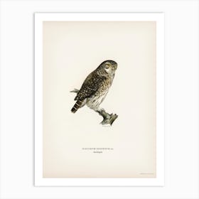 Glaucidium Passerinum, The Von Wright Brothers Art Print