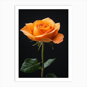 Orange Rose 2 Art Print