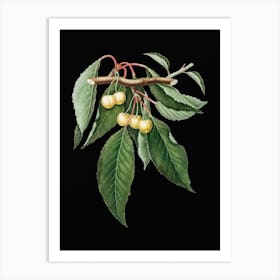 Vintage Cherry Botanical Illustration on Solid Black n.0039 Art Print