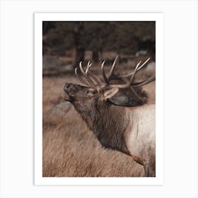 Bugling Elk In Forest Art Print