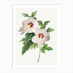 Hibiscus From Choix Des Plus Belles Fleurs, Pierre Joseph Redouté Art Print