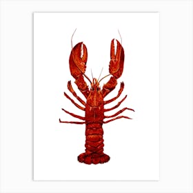 Lobster On White Art Print