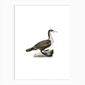 Vintage Great Cormorant Bird Illustration on Pure White Art Print