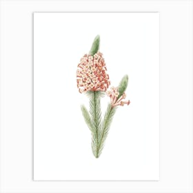 Vintage Heather Briar Root Bruyere Botanical Illustration on Pure White n.0135 Art Print