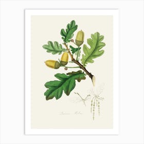 Vintage Botanical John Stephenson and James Morss Churchill Art Print_2731665 Art Print