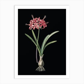 Vintage Guernsey Lily Botanical Illustration on Solid Black n.0905 Art Print