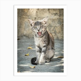 Little Greek Kitten 2 of 3 // Cat - Animal Photography Art Print