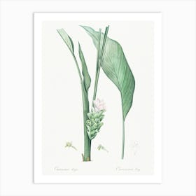 Turmeric, Pierre Joseph Redoute Art Print