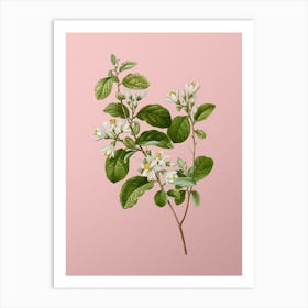 Vintage Snowdrop Bush Botanical on Soft Pink n.0729 Art Print