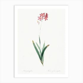Corn Lily, Pierre Joseph Redoute 1 Art Print