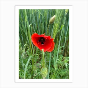 Img 4997 Field poppy Art Print