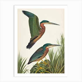 Green Heron James Audubon Vintage Style Bird Art Print