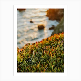 Ice Plant Sunset Art Print