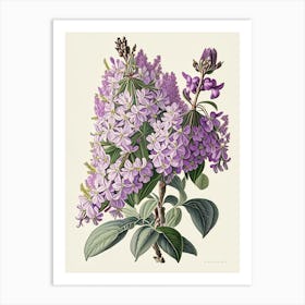 Lilac Floral 3 Botanical Vintage Poster Flower Art Print