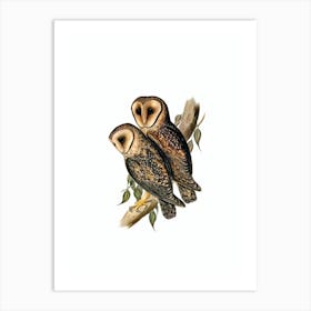 Vintage Masked Barn Owl Bird Illustration on Pure White n.0238 Art Print