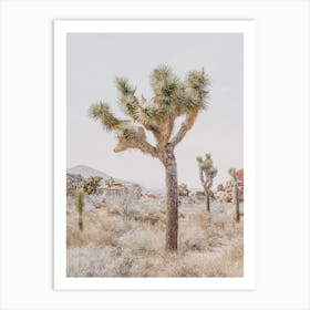 Desert Joshua Tree Art Print