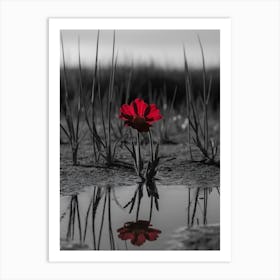 Red Flower In Puddle Art Print