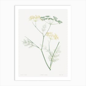 Fennel Flowering Plant From La Botanique De Jj Rousseau, Pierre Joseph Redouté Art Print